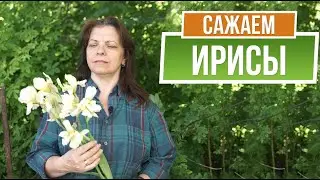 Размножение и пересадка ирисов ✿