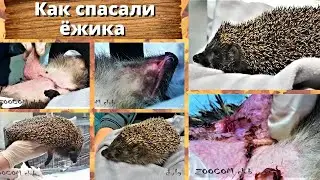 Как спасали ёжика .