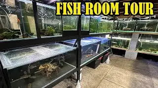 Full Fish Room Tour (Every Single Fish Tank)