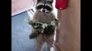 TOP 5 best video from raccoons . funny raccoon.