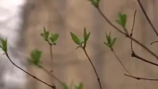 A beginning (видеозарисовка 2016-04-27)