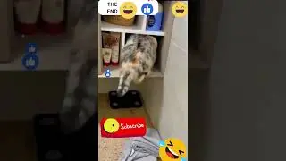 cat fails Funny Video #111 Best Fails #shorts #trending #catlovers