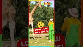 Those giraffes are so CUTE and TALL! 😍 | Kidibli 