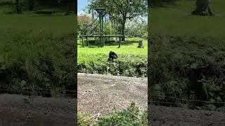 Chimps are active too never seen the zoo this active