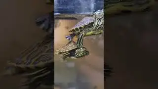 Swimmin' Slider Turtles