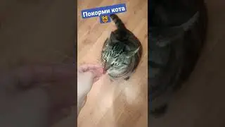 Покорми кота 🐯🐱 