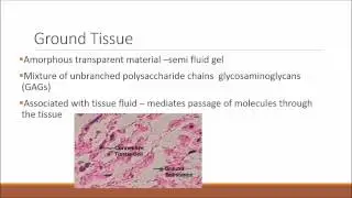 Structure and Function: Connective Tissue Part 1