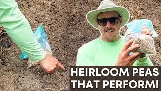 My Favorite Heirloom Veggies to Grow!