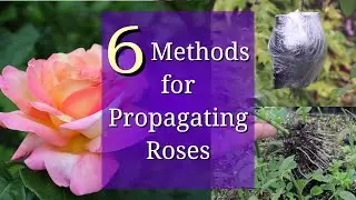 6 Methods for Rose Propagation