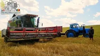 Уборка озимой пшеницы /Moldova