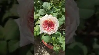 Зацвела  первая розочка 🌹🌹Кейра