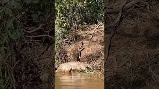 Jaguar eats a cow carcass in the Brazilian Pantanal!