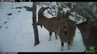 Сибирские горные козлы шутят в Саяно Шушенском заповеднике