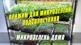 Прижим для микрозелени подсолнечника - Огород на окне круглый год #микрозелень #огород #дача