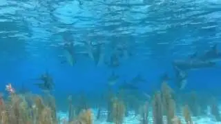 Дельфины, и красивая музыка!!! Для души! 1.Dolphins, and beautiful music!!! For the soul!