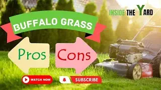 What Are The Buffalo Grass Pros And Cons?