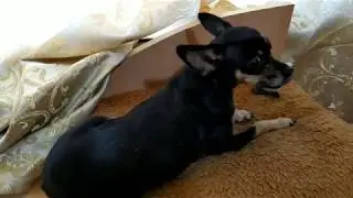 САМВЕЛА АДАМЯНА ПОСЛЕДНИЕ ВИДЕО МЕНЯ ВОЗМУТИЛО(( (мама вернулась с мариной)) @Saveliy Ad