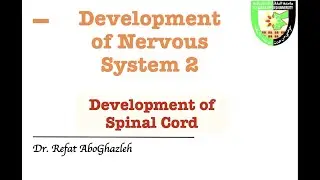 Development  of Spinal Cord