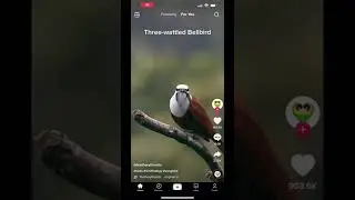 Bird dubstep