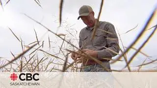 SK farmers react to 'devastating news' of China targeting Canadian canola with trade investigation