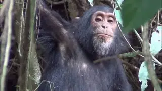 More animals being found to ‘self-medicate’ with healing plants (Global) 21/June/2024