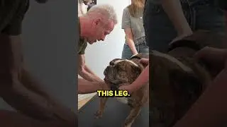 Victorian Bulldog "Bosco" Can't Put Weight on Back Leg #animalchiropractor