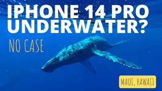 iPhone 14 Pro | Underwater Whale Camera