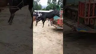 cow haat funny best tiktok