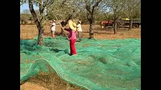 Mallorca Almond Harvesting Update 2024