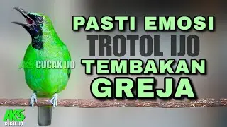 PANCINGAN CUCAK IJO TROTOL GACOR EFEKTIF UNTUK DONGKRAK EMOSI ! ISIAN GREJA LAWAN AUTO ON JAMTROK