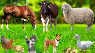 Exploring Familiar Animals: Chicken, Dog, Cow, Sheep, Elephant, Cat, Pig, Buffalo - Animal Moments