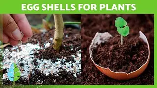 EGG SHELLS as FERTILIZER for PLANTS 🥚🌿 Homemade Fertilizer ✅