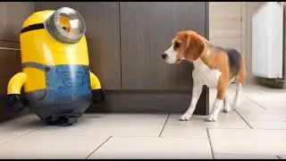 Cute Beagle pranks her Beagle Brother with R/C Minion