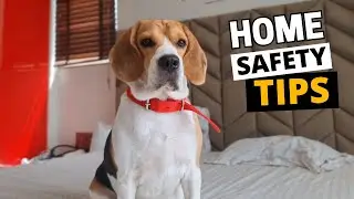 Keeping Your Beagle Out of Trouble: Tips for a Safer Home