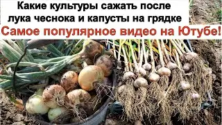 Мало кто знает Какие культуры сажать после лука чеснока и капусты на грядке