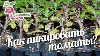 Как пикировать томаты? 