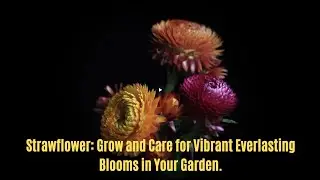 Unlock Endless Color with Strawflower: Garden Care Secrets Revealed!