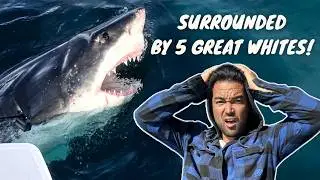 UNBELIEVABLE: Great White Shark Literally Bites my Sailboat!! 😲 (Episode 266)