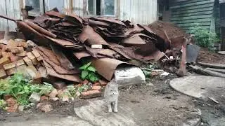 Поросята гуляют по очереди.