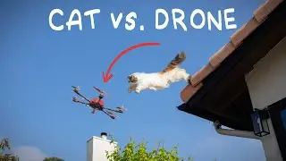 Cat vs. Drone