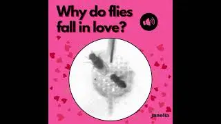 Why do flies fall in love? Researchers tease out the signals behind fruit fly courtship songs. 
