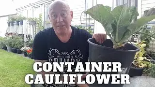 Container Cauliflower Container Gardening