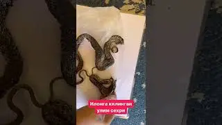 Илонга килинган улим сехри