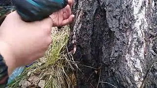 От берёзового сока до берёзового кваса. Пошаговая инструкция.