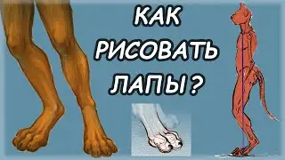 КАК РИСОВАТЬ ФУРРИ ЛАПЫ?! / Анатомия лапы