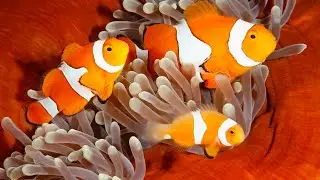 Clownfish with Sea anemone | Best FIsh Tank | Coral Reef AQUARIUM || Relaxing Screensaver