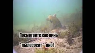 Удивительные подводные съемки ловли линя!