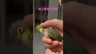 #相思雀, #angrybird, #birdlover, #massage, #cutebird, #kiss, #可愛い, #憤怒鳥, #gamui日常, #shorts, #loveu,