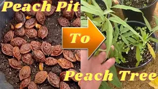 How to Plant and Grow a Peach Tree from Pit and Seed from Start to Finish