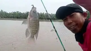 MANCING IKAN NILA DI TENGAH SAWAH GAK NYANGKA HASIL NYA BISA SAMPAI PULUHAN EKOR